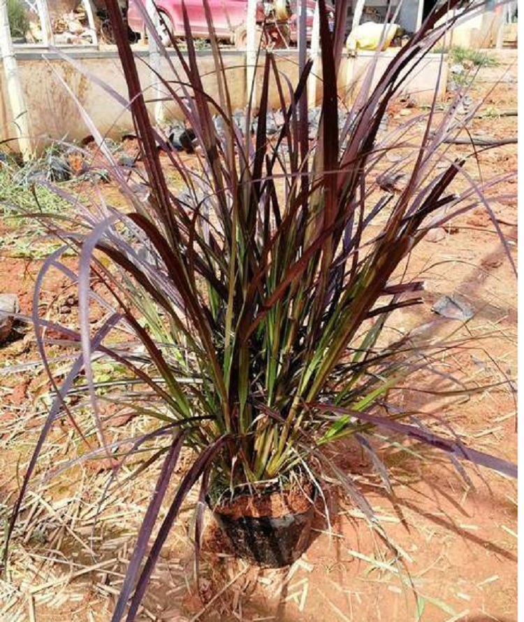 紫叶狼尾草批发价格 顺和花卉 观赏草基地 