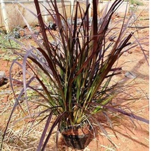 紫叶狼尾草批发价格 顺和花卉 观赏草基地 