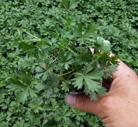 五叶委陵菜杯苗 辽宁宿根地被 五叶委陵菜