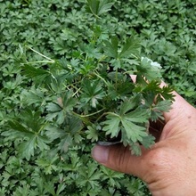 五叶委陵菜杯苗 辽宁宿根地被 五叶委陵菜