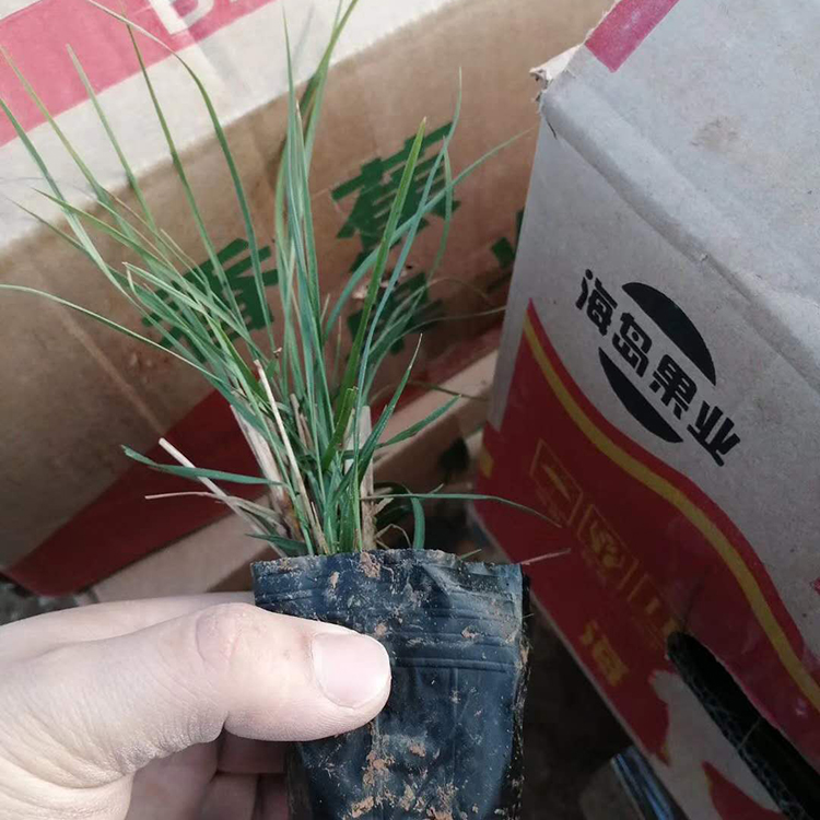麦冬草 麦冬价格 基地大量供应麦冬