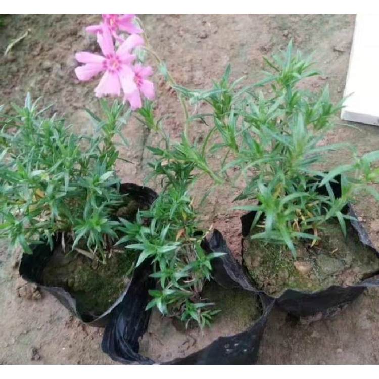 福禄考小苗 福禄考培育基地 福禄考批发