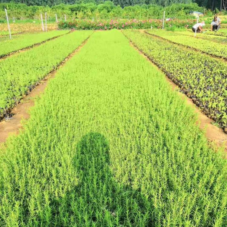 花海用福禄考小苗 福禄考批发商 福禄考价格
