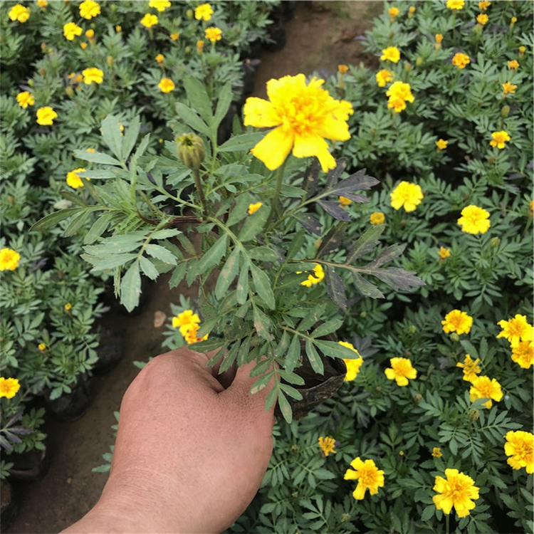 优惠多多 孔雀草 孔雀草培育基地
