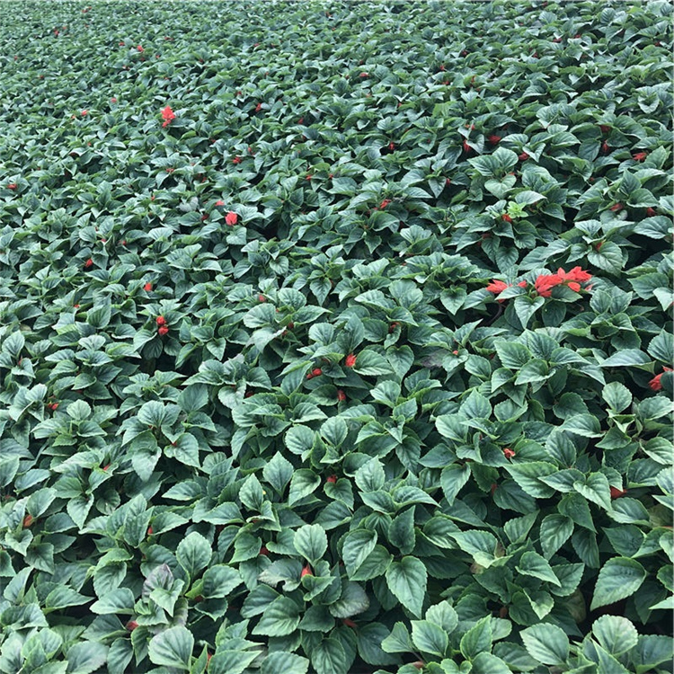 孔雀草销售 青州红花孔雀草 优惠多多