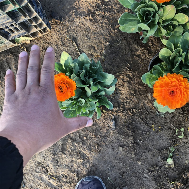 金盏菊行情 青州宿根草花 金盏菊小苗 基地种植