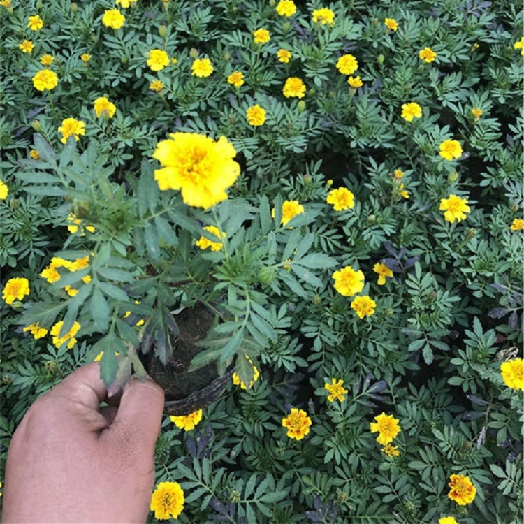 苗圃供应 地被孔雀草 孔雀草培育基地