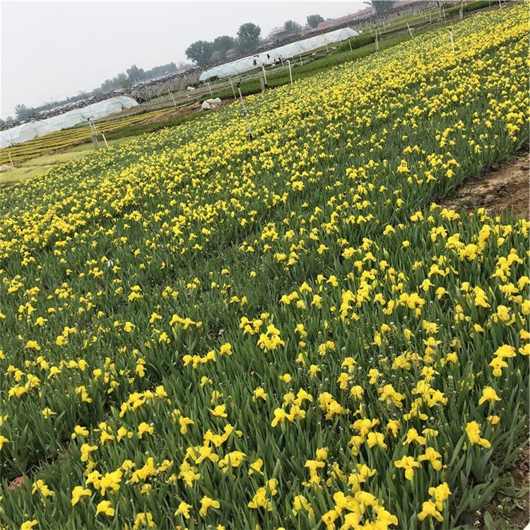 鸢尾杯苗 好苗预定 青州德国鸢尾批发商