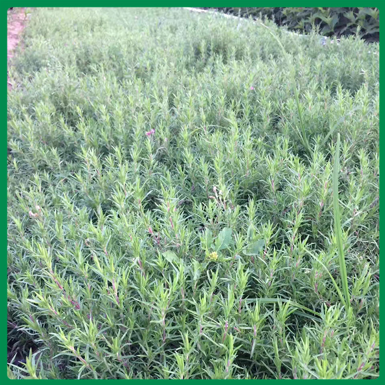 福禄考花海苗 福禄考报价 大量供应