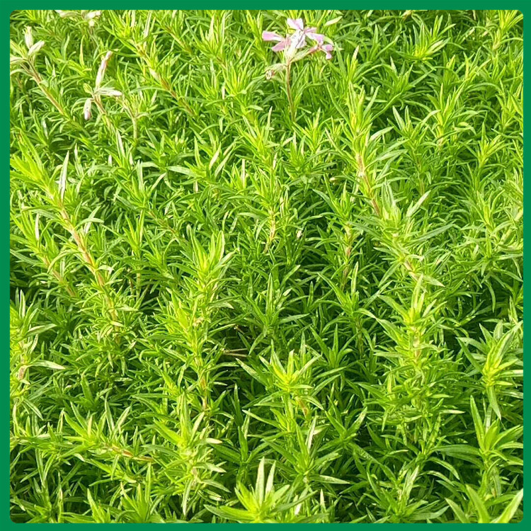福禄考花苗 福禄考批发 青州福禄考行情