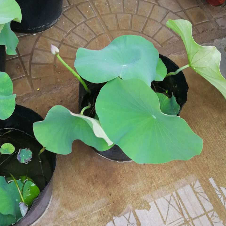 荷花苗 供应荷花苗 荷花苗基地