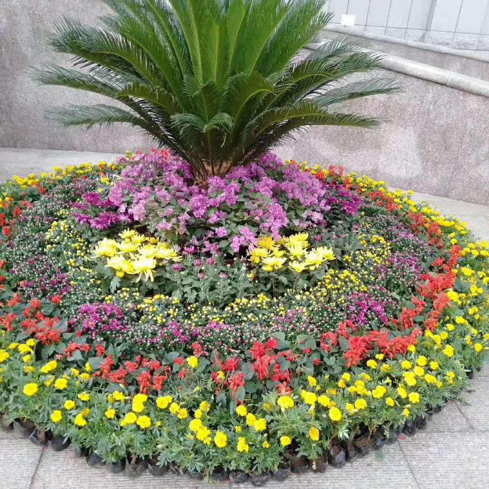营养钵孔雀草 营养钵孔雀草销售 基地直销营养钵孔雀草
