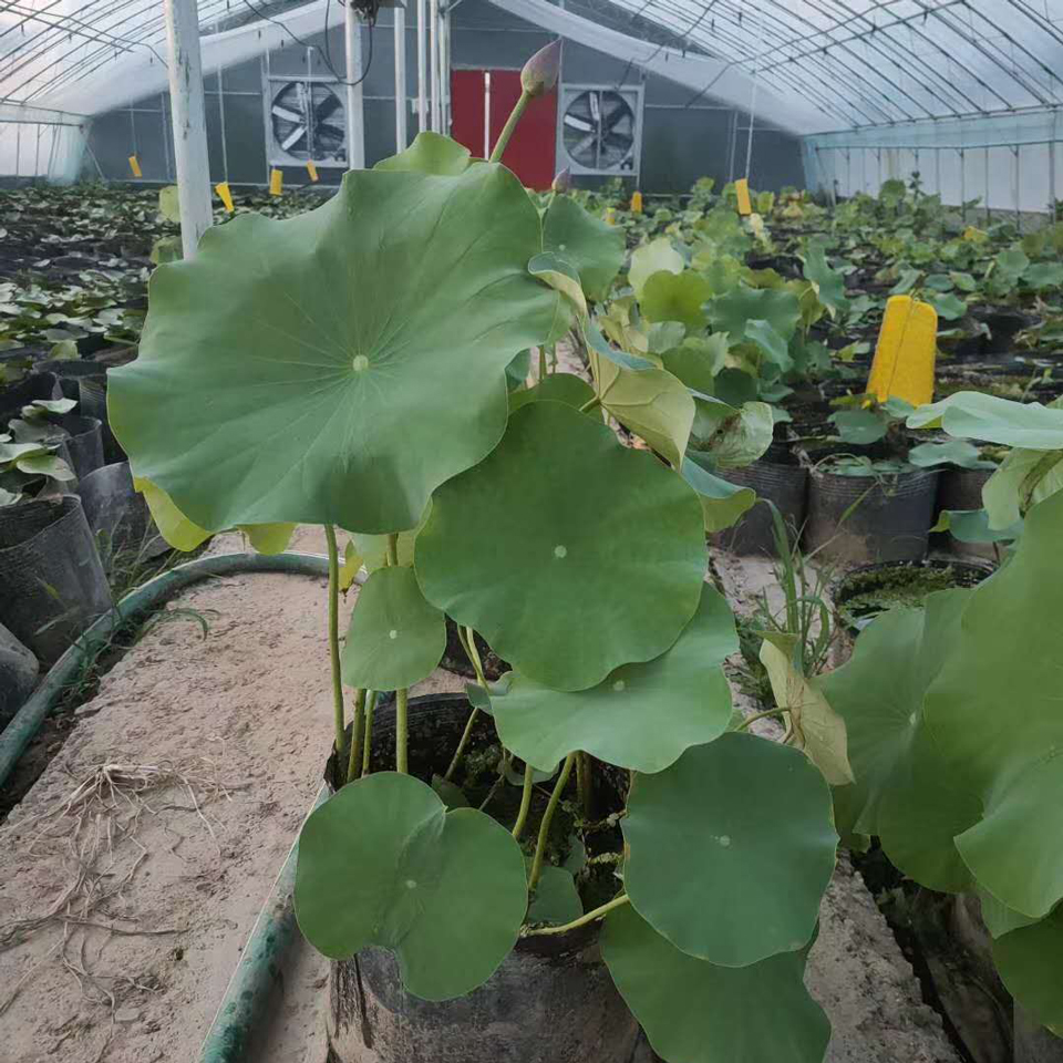 荷花小苗 销售荷花小苗 荷花小苗销售