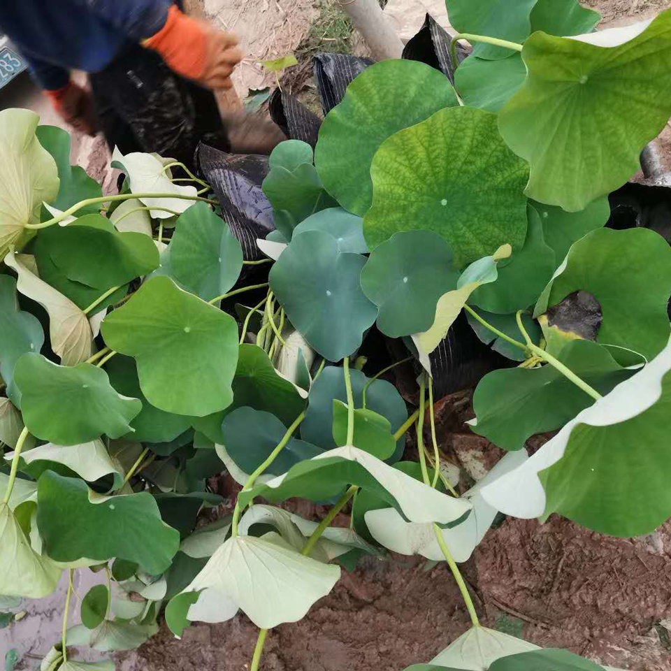 荷花小苗 山东荷花小苗 荷花小苗供应