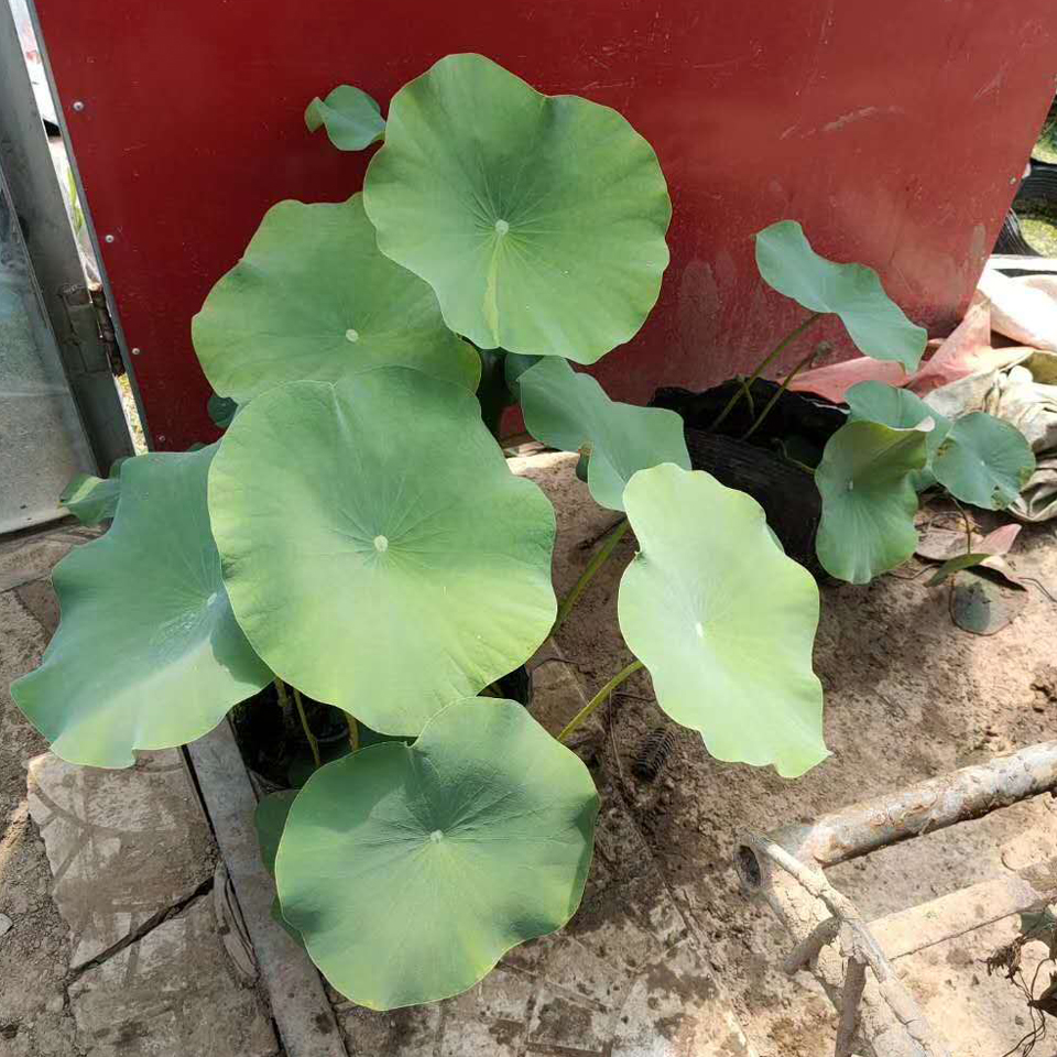荷花幼苗 山东荷花幼苗 荷花幼苗批发