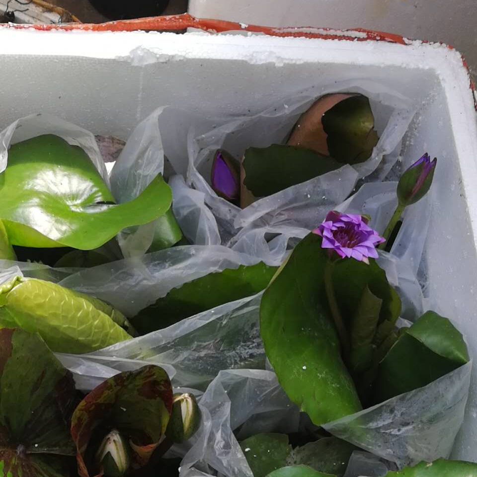 睡莲成品苗 现货供应睡莲成品苗 睡莲成品苗价格