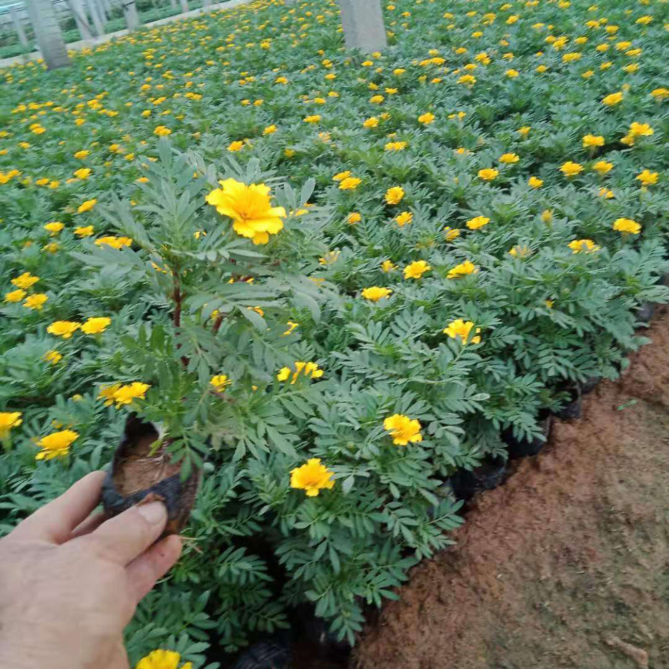 孔雀草花苗 孔雀草花苗出售 供应孔雀草花苗