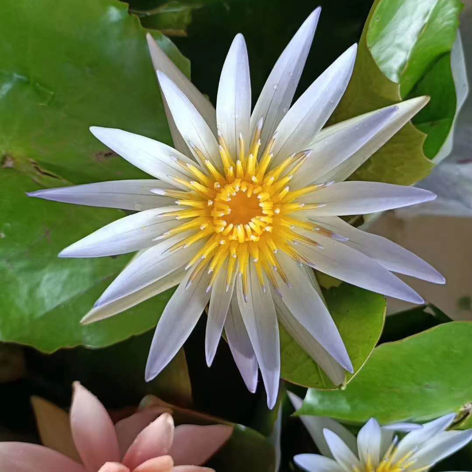 睡莲小苗 大量批发睡莲小苗 睡莲小苗种植基地