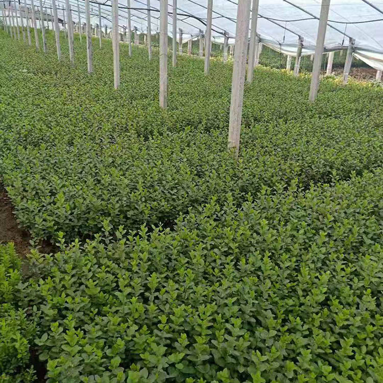 基地出售卫矛-卫矛绿化工程苗 卫矛培育