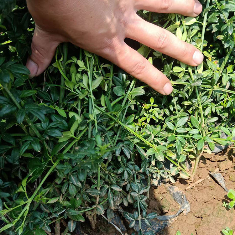迎春小苗批售 迎春绿化苗 迎春小苗保质保量