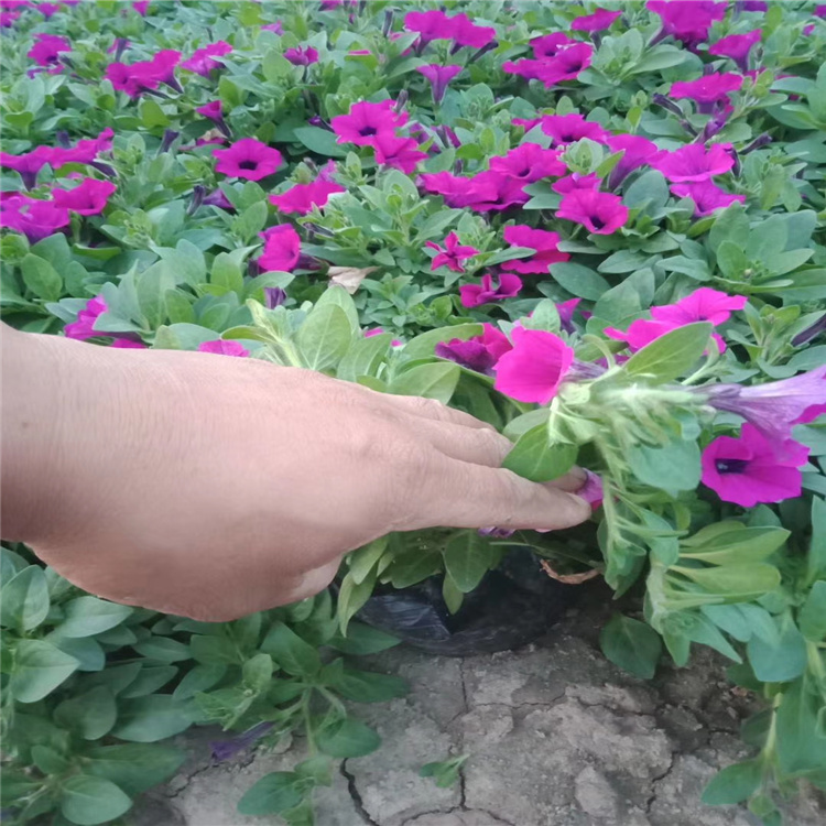 垂吊牵牛价格 盆栽垂吊牵牛销售 垂吊牵牛花期 江瑞园艺垂吊牵牛供应商