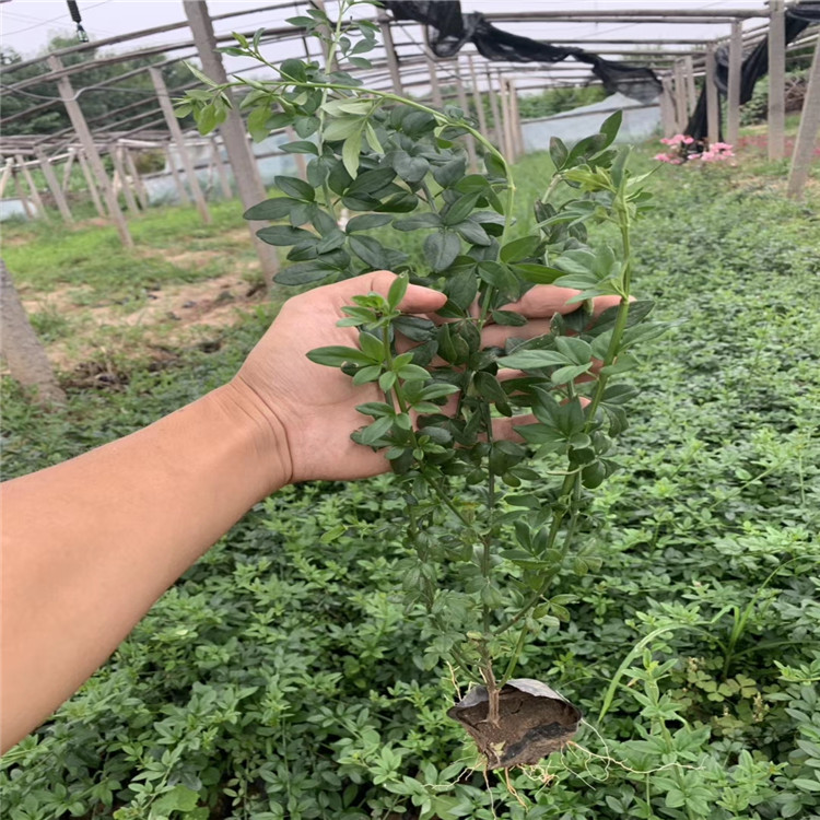 山东迎春花种植基地 迎春花价格 营养钵迎春花大量供应 江瑞花灌木