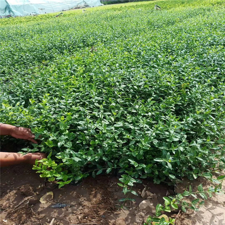 小叶扶芳藤价格 爬行卫矛种植基地 山东小叶扶芳藤批发商 江瑞园艺精选厂家