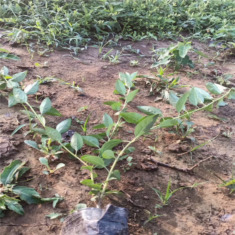 山东潍坊连翘种植基地 连翘价格 连翘量大从优 江瑞园艺价格合理 欢迎选购