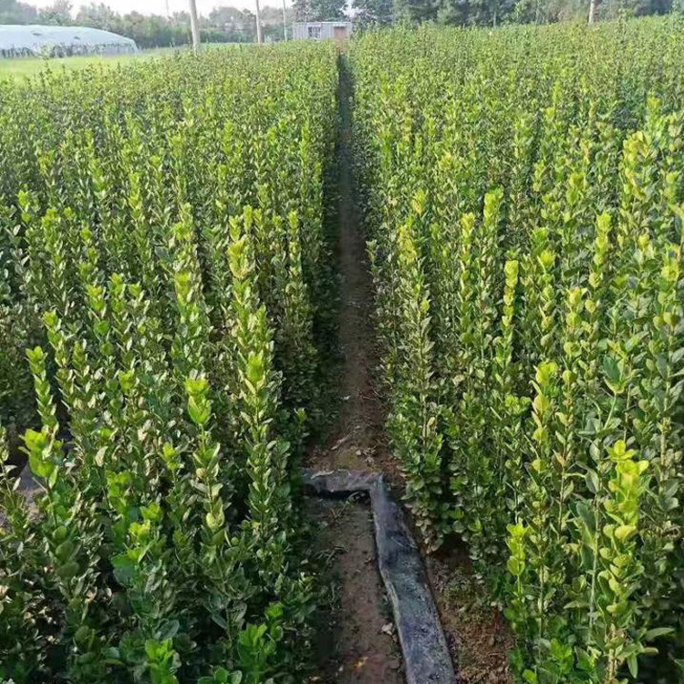绿化用北海道黄杨批发 诺森花卉北海道黄杨大量供应