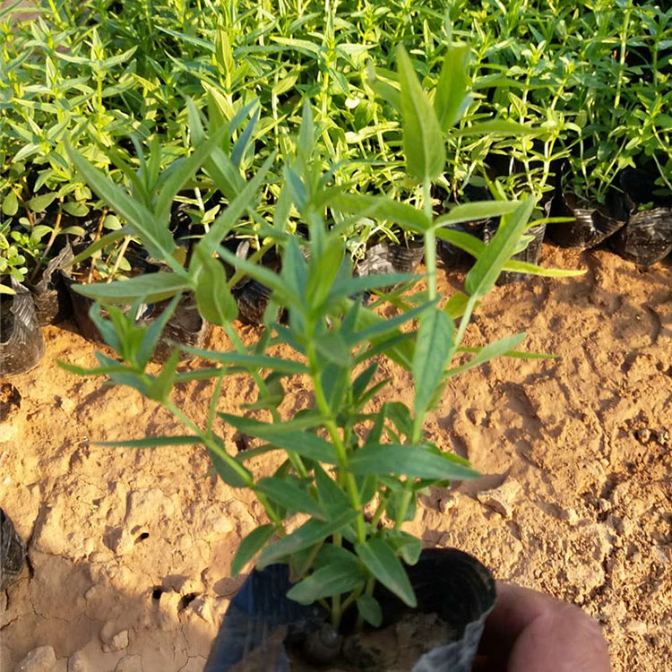 订购报价 千屈菜 千屈菜种植基地