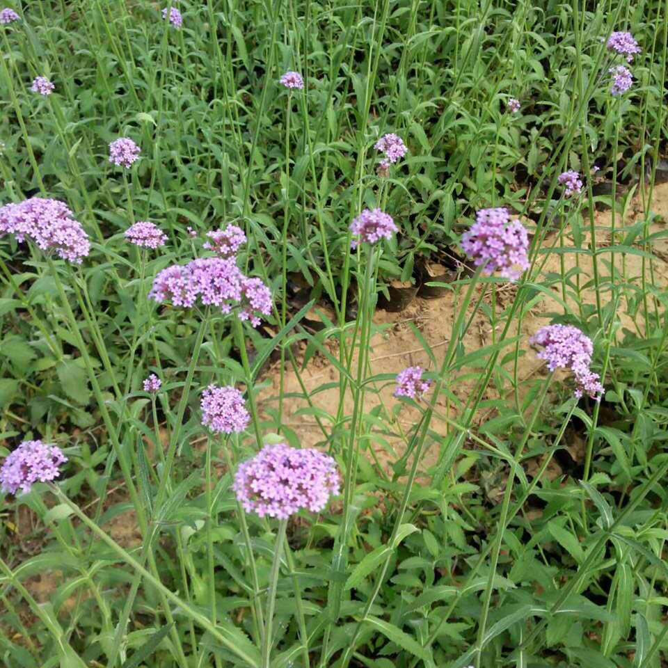 马鞭草小苗 马鞭草批发 价格从优 宿根草花价格
