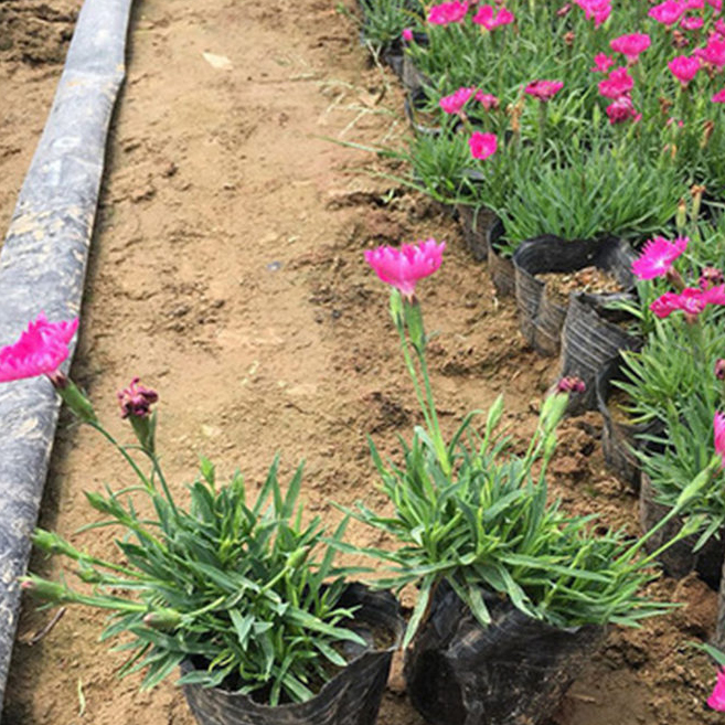 涵香花卉基地 观赏花卉欧石竹 山东欧石竹种植基地