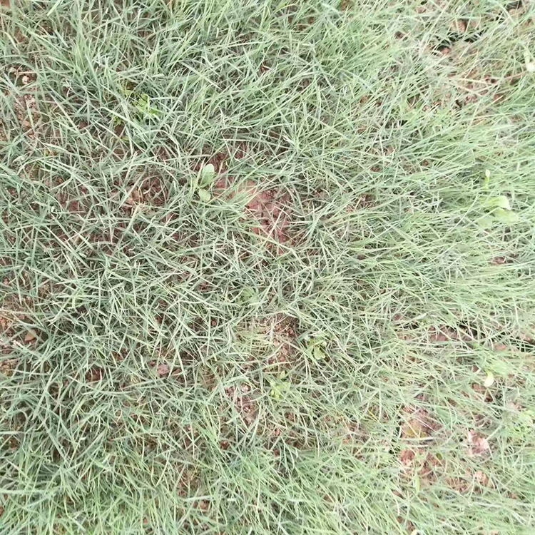 粉黛乱子草批发 量大优惠 粉黛乱子草培育