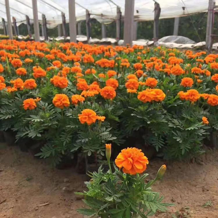 基地直供孔雀草 孔雀草花海 孔雀草批发商