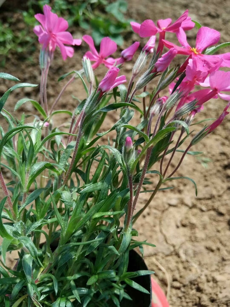 芝樱花海苗-芝樱基地 质优价廉