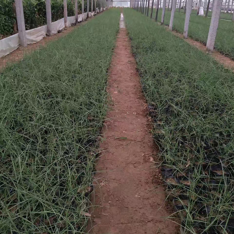 粉黛乱子草批发报价 量大优惠 粉黛乱子草供应商