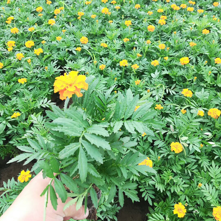 基地直销孔雀草 租摆孔雀草 孔雀草批发商