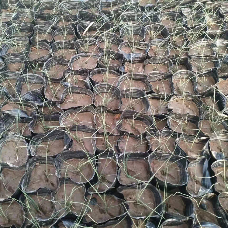 粉黛乱子草批发 质优价廉 粉黛乱子草供应