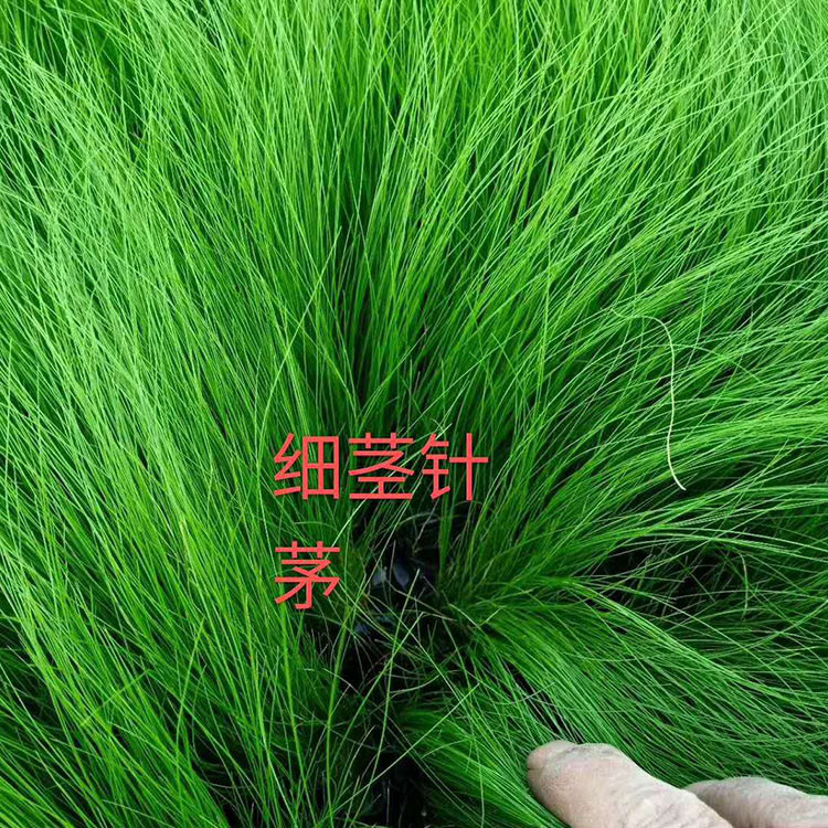 山东草花 细茎针茅供货商 山东细茎针茅