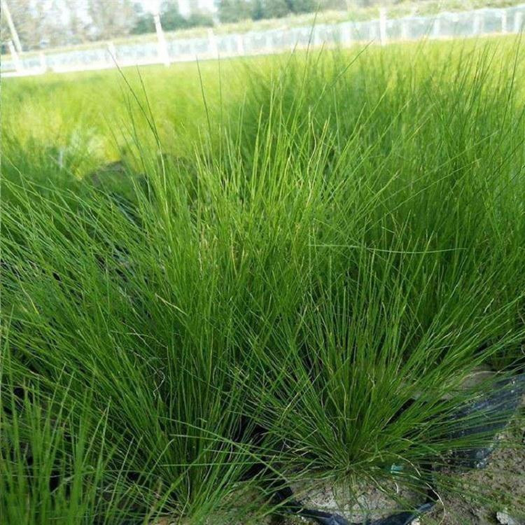 细茎针茅小苗 山东细茎针茅小苗销售