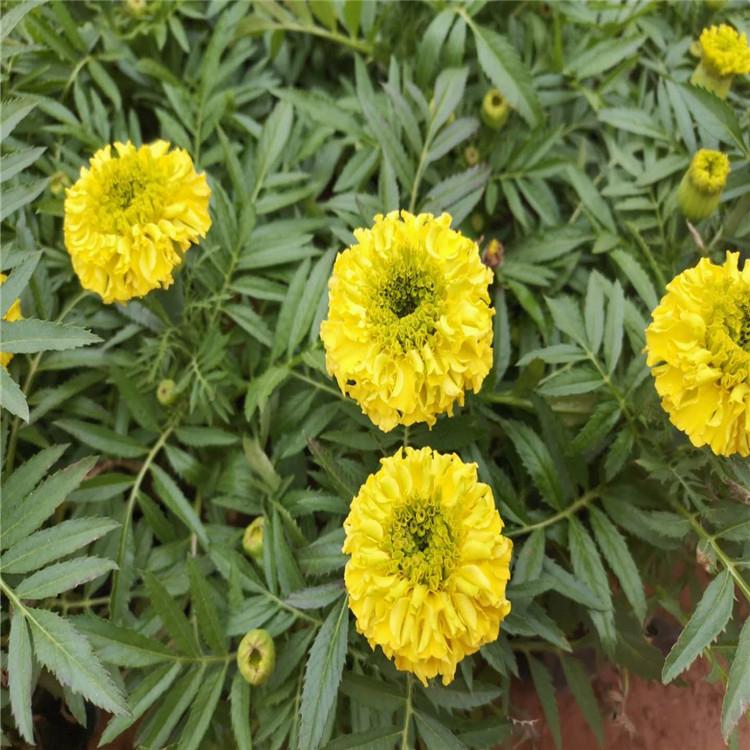 万寿菊行情 长势好 山东万寿菊小苗