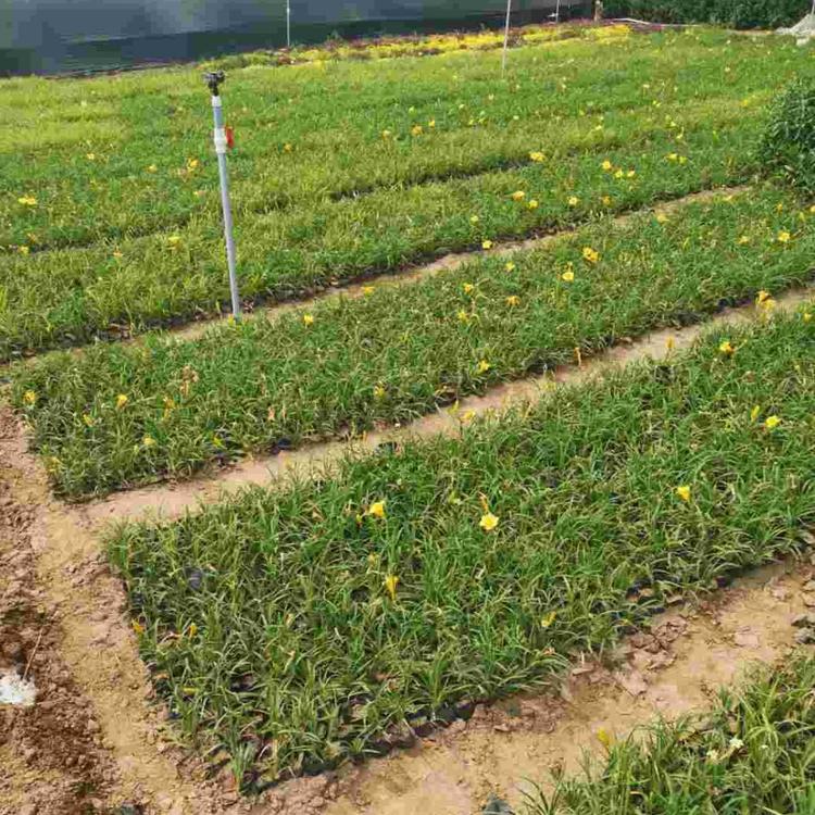 苗圃基地批发 金娃娃萱草小苗 金娃娃萱草批发商