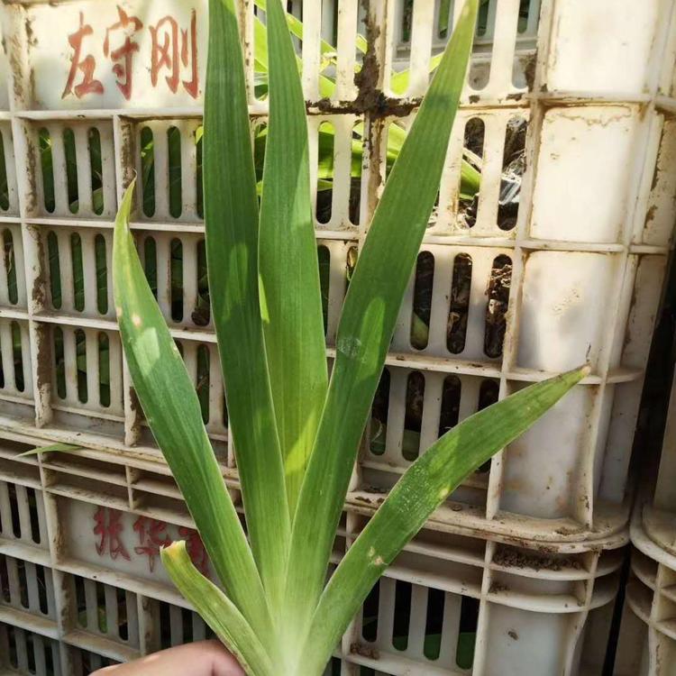 花农自营 蓝花鸢尾苗 蓝花鸢尾行情