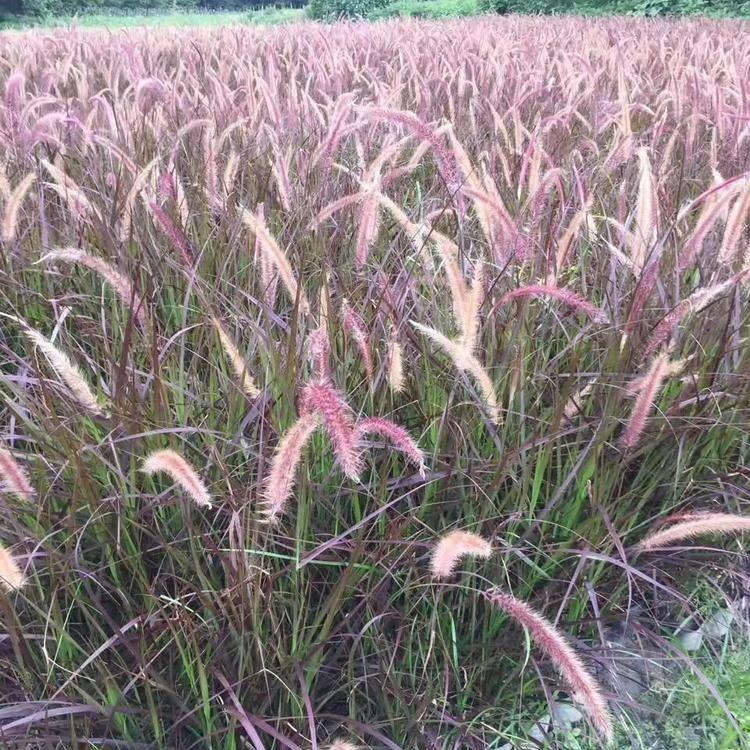 大量批发 狼尾草 狼尾草批发