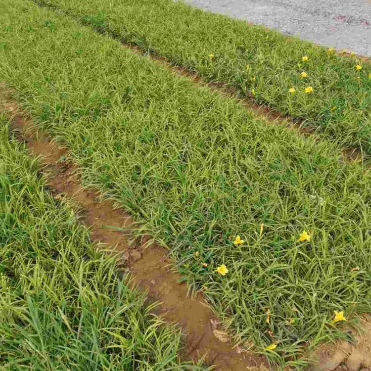 金娃娃萱草价格 青州草花价格 苗圃基地批发 地被金娃娃萱草
