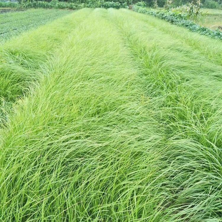 狼尾草批发 山东草花基地 狼尾草 苗圃基地批发