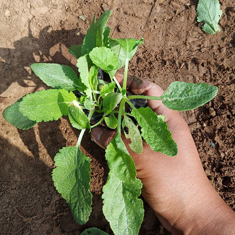 鼠尾草 鼠尾草杯苗 山东鼠尾草批发商 量大优惠