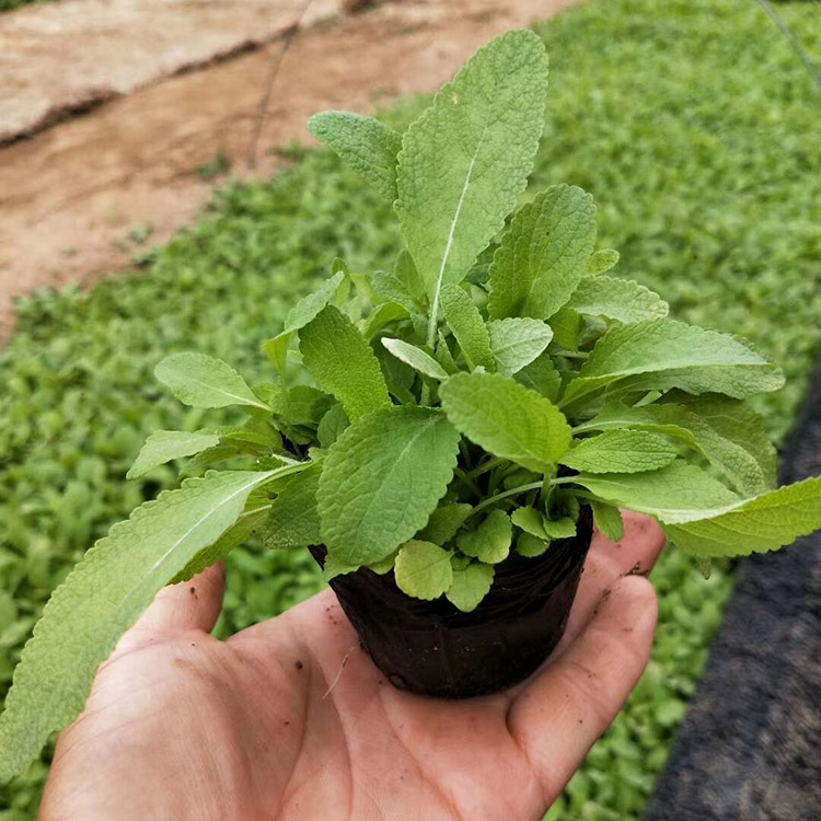 批发鼠尾草基地 鼠尾草价格 鼠尾草种植基地 批量销售
