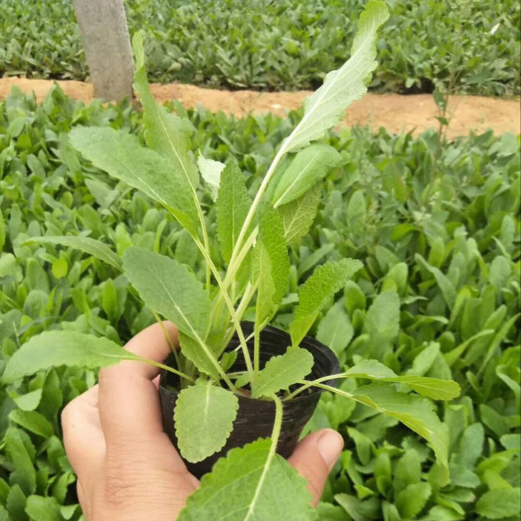 鼠尾草 鼠尾草批发商 鼠尾草种植基地 批量销售