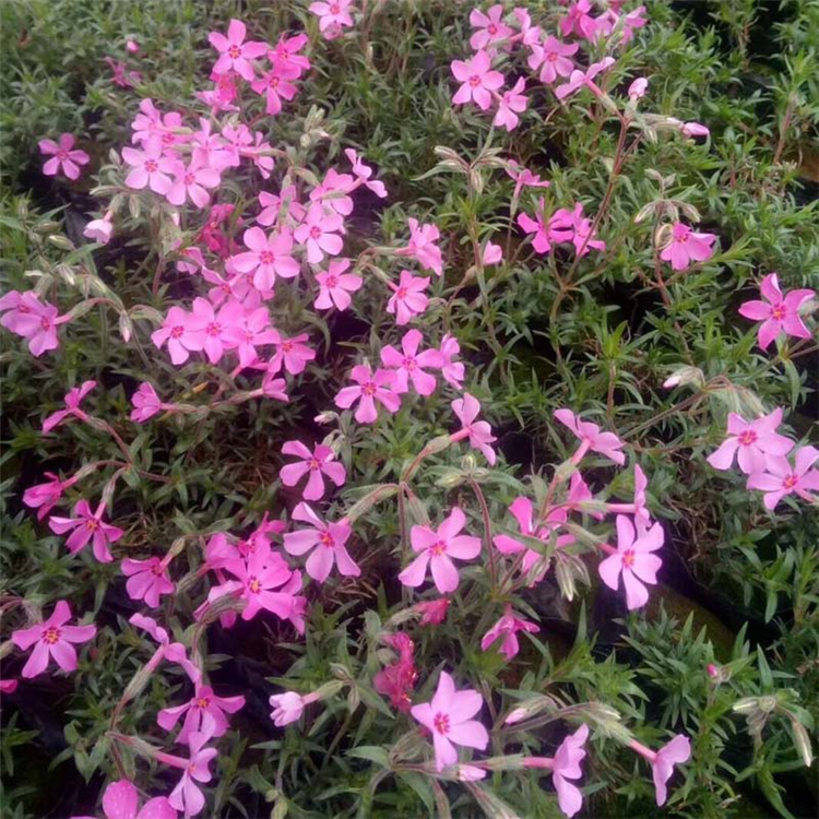 丛生福禄考 芝樱出售 芝樱量大优惠
